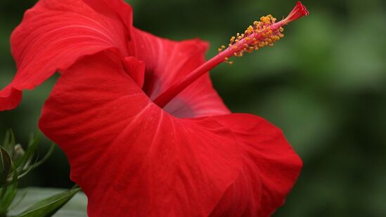 Top 9 Benefits of Hibiscus : ஆச்சர்யப்படுத்தும் நன்மைகளை அள்ளித்தரும் செம்பருத்தி. பூக்களில் பொதிந்துள்ள நற்குணங்களை தெரிந்துகொள்ளுங்கள்.