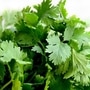 Coriander