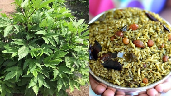 Gongura Rice: கண் நோய்கள் வராது என்கின்றனர் ஊட்டச்சத்து நிபுணர்கள். எனவே கோங்குராவை ஏதாவது ஒரு வடிவத்தில் உணவில் சேர்த்துக்கொள்ளுங்கள். இதய நோய்கள், சிறுநீரக நோய்கள் மற்றும் சில வகையான புற்றுநோய்களையும் தடுக்கும் ஆற்றல் கோங்குராவுக்கு உண்டு.