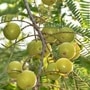 Amla_juice_benefits