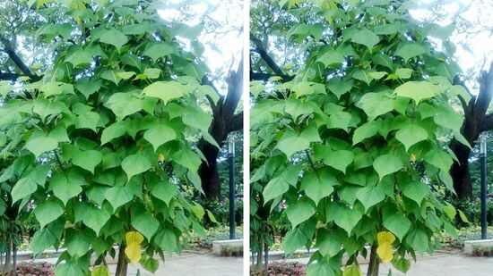 முள்ளு முருங்கை அல்லது கல்யாண முருங்கை எனும் மூலிகை! குப்பையில் வளரும் கீரையின் நற்குணங்களைப் பாருங்கள்!