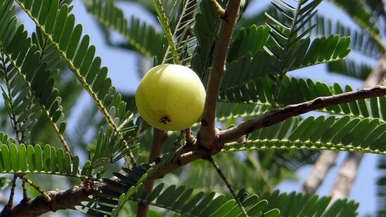 நோய் எதிர்ப்பாற்றலை அதிகரிக்கும் - நெல்லி விதைகளில் உள்ள நோய் எதிர்ப்பு மண்டலத்தை மேம்படுத்தும் உட்பொருட்கள், அதன் அதிகப்படியான வைட்டமின் சி சத்துக்களில் இருந்து கிடைக்கின்றன. இந்த விதைகள் உடலின் நோய் எதிர்ப்பாற்றலை அதிகரிக்கச் செய்கிறது. தொற்றுக்களை அடித்து விரட்டி, நோய்களை சிறப்பான முறையில் குணப்படுத்துகிறது. நெல்லி விதைகளை அன்றாடம் உட்கொள்வது உங்கள் உடலை பொதுவான தொற்றுக்களில் இருந்து காக்கிறது. சளி, இருமல், காய்ச்சல் போன்ற உபாதைகள் அடிக்கடி ஏற்படாமல் பார்த்துக்கொள்கிறது.