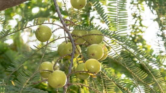 பொறுப்பு துறப்பு - இங்கு பகிரப்பட்டுள்ள தகவல்கள் அனைத்தும் முற்றிலும் உண்மை என்றும், இதனால் தீர்வு நிச்சயம் என்றும் கூற முடியாது. ஆனாலும், அனுபவங்களின் அடிப்படையில் தேர்ந்தெடுத்து ஆய்ந்தறிந்தே வழங்கப்படுகிறது. இவையனைத்தும் தீர்வு என்று நாங்கள் ஒருபோதும் கூறமாட்டோம். எனவே, நாள்பட்ட அல்லது தீவிரமான பிரச்னைகளுக்கு மருத்துவரை அணுகுவதுதான் சிறந்த வழி. எனவே தேவையான பிரச்னைகளுக்கு மருத்துவரை அணுகி பலன்பெறுவதே சிறந்தது. இவையெல்லாம் முதலுதவி போல் உதவக்கூடும். இங்கு கொடுக்கப்படும் மருத்துவக்குறிப்புக்களை பின்பற்றி பயன்பெறுங்கள்.