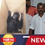 TOP 10 NEWS: சென்னையில் பிடிப்பட்ட கருங்குரங்குகள் முதல் நெல்லையில் பிடிபட்ட  ஆயுதங்கள் வரை! இன்றைய டாப் 10 நியூஸ்