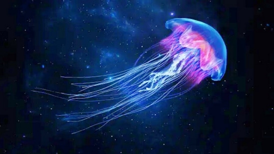 World JellyFish Day: முதுகெலும்பு, இதயம் இல்லாதவிட்டாலும், உணவு சங்கிலிக்கு இன்றயமையாத கடல் வாழ் உயிரினமாக ஜெல்லீ மீன்கள் இருக்கின்றன. வரலாறு, முக்கியத்துவம் முதல் பின்னணி வரை உலக ஜெல்லீ மீன் தினம் பற்றி தெரிந்து கொள்ள வேண்டிய விஷயங்களை பார்க்கலாம்.