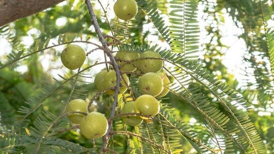 நெல்லிக்காய் உண்மையில் ஒரு சிறந்த பழமாக கருதப்படுகிறது. நெல்லிக்காய், மஞ்சளை விட இரண்டு மடங்கு ஆக்ஸிஜனேற்றங்களைக் கொண்டுள்ளது, இது ஒரு சூப்பர்ஃபுட் என்று கருதப்படுகிறது.&nbsp;