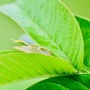 guava_leaves