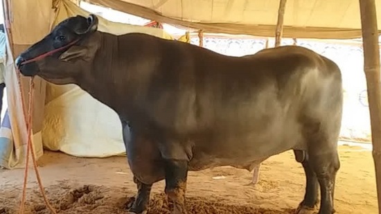 அடேங்கப்பா.. இந்த எருமை 25 கோடியாம்.. போஷாக்கான உணவு தான் கொடுப்பாங்களாம்.. விற்க விரும்பவில்லை என சொன்ன உரிமையாளர்! அடேங்கப்பா.. இந்த எருமை 25 கோடியாம்.. போஷாக்கான உணவு தான் கொடுப்பாங்களாம்.. விற்க விரும்பவில்லை என சொன்ன உரிமையாளர்!
