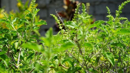 முழு நிலா போல் ஜொலிக்கும் உங்க முகம் வேண்டுமா..  துளசி இலைகளை சாப்பிடுவதோடு இந்த 5 வழிகளில் பயன்படுத்தி பாருங்க!