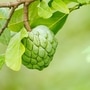 custard_apple_