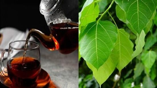 காலையில் வெறும் வயிற்றில் அரச இலை டீ குடிப்பதால் கிடைக்கும் நன்மைகள் இதோ.. இரத்த அழுத்தம் முதல் மூளை செயல்பாடு வரை! காலையில் வெறும் வயிற்றில் அரச இலை டீ குடிப்பதால் கிடைக்கும் நன்மைகள் இதோ.. இரத்த அழுத்தம் முதல் மூளை செயல்பாடு வரை!