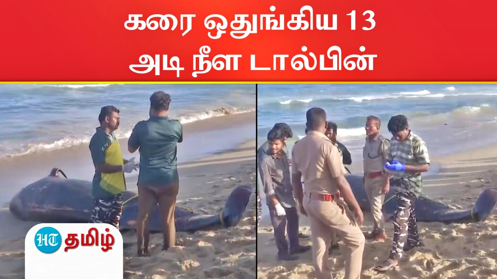 சென்னை கடற்கரையில் இறந்த நிலையில் கரை ஒதுங்கிய 13 அடி நீள டால்பின்! வனக்காப்பாளர்கள் புதைப்பு