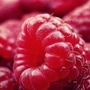 raspberry-fruits-fresh-red-52536