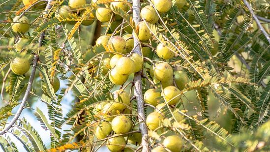 எடை நிர்வாகத்தில் உதவிகரமாக இருக்கும்: உலர்ந்த நெல்லிக்காய், குறைந்த கலோரி கொண்ட உணவு ஆகும், இது நீண்ட காலத்திற்கு வயிறு நிரம்பியதாக உணர உதவுகிறது. இதில் நார்ச்சத்தும் நிறைந்துள்ளது, இது எடை நிர்வாகத்திற்கு உதவுகிறது.