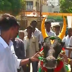 பாரம்பரிய விளையாட்டு, ஜல்லிக்கட்டு, ஒயிலாட்டம்.. மதுரை நீதிமன்ற வளாகத்தில் சமத்துவ பொங்கல்