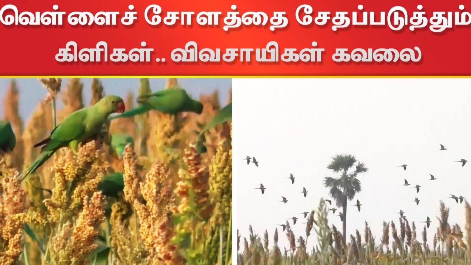 Parrots: கூட்டமாக வந்து வெள்ளைச் சோளத்தை சேதப்படுத்தும் கிளிகள்.. விவசாயிகள் கவலை!