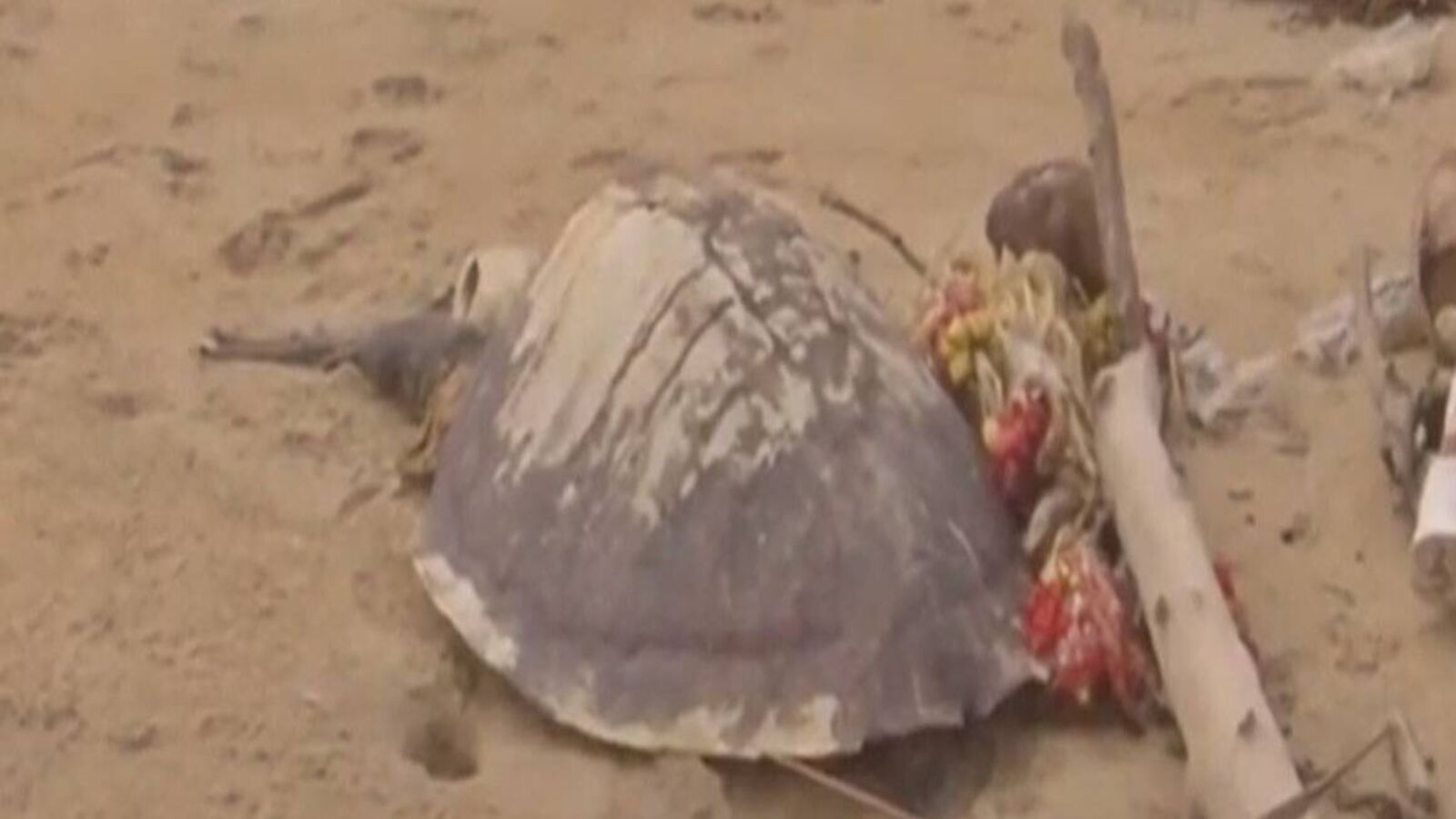 Turtles Dead: சென்னையில் நூற்றுக்கணக்கில் இறந்து கரை ஒதுங்கும் ஆமைகள்... காரணம் என்ன?