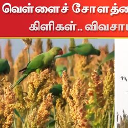 Parrots: கூட்டமாக வந்து வெள்ளைச் சோளத்தை சேதப்படுத்தும் கிளிகள்.. விவசாயிகள் கவலை!