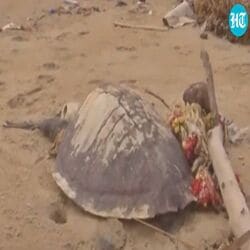 Turtles Dead: சென்னையில் நூற்றுக்கணக்கில் இறந்து கரை ஒதுங்கும் ஆமைகள்... காரணம் என்ன?