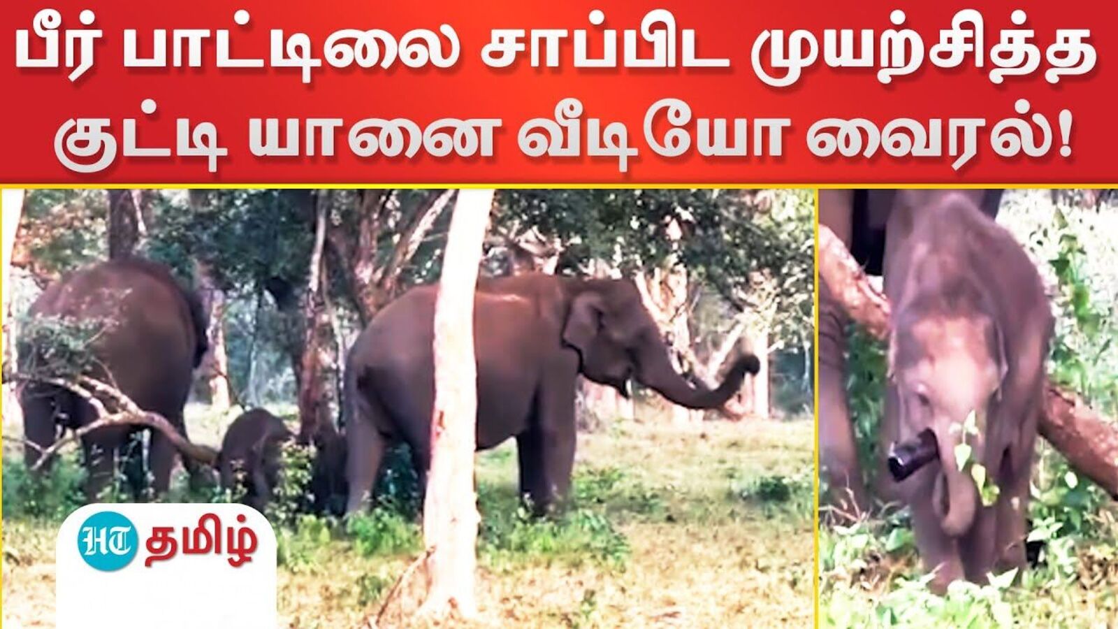 Mudumalai Tiger Reserve : பீர் பாட்டிலை சாப்பிட முயற்சித்த குட்டி யானை வீடியோ வைரல்!