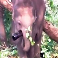 Mudumalai Tiger Reserve : பீர் பாட்டிலை சாப்பிட முயற்சித்த குட்டி யானை வீடியோ வைரல்!