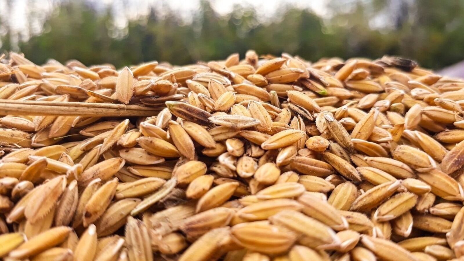 நெல் கொள்முதலில் தமிழகத்தின் உரிமையை மத்திய அரசிடம் தாரை வார்ப்பதா? விளாசும் டாக்டர் ராமதாஸ்!