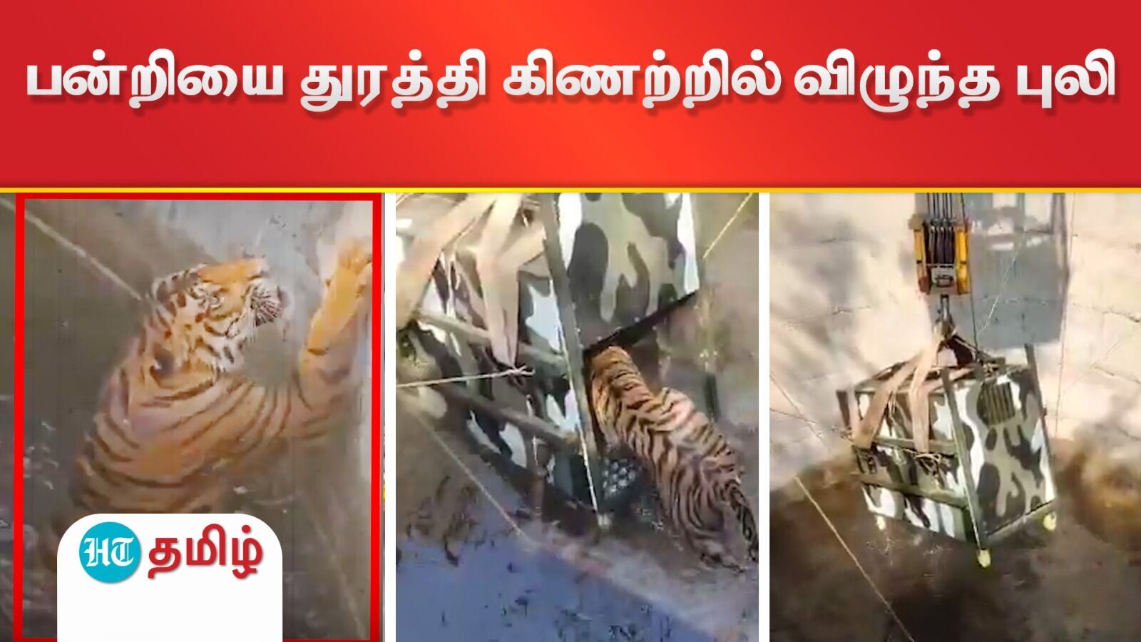 Tiger Rescue: வேட்டை முயற்சியின் போது ஒரே கிணற்றில் விழுந்த புலி, காட்டுபன்றி! பத்திரமாக மீட்ட வனத்துறை