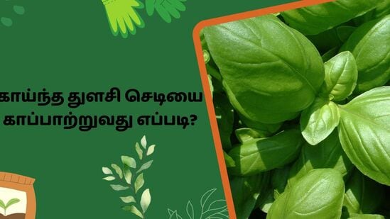 Gardening Tips : காய்ந்து போன துளசிச் செடியை மீண்டும் துளிர்க்கச் செய்வது எப்படி? இதோ குறிப்புகள்! Gardening Tips : காய்ந்து போன துளசிச் செடியை மீண்டும் துளிர்க்கச் செய்வது எப்படி? இதோ குறிப்புகள்!