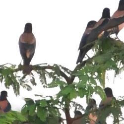 கடல் அலைப்போல் வானில் அலை அலையாக பறக்கும் ரோஸி ஸ்டார்லிங் பறவைகள்!