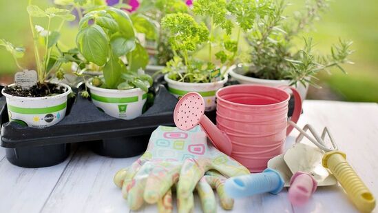 மதுபானம் உங்கள் தோட்டத்தில் உள்ள பிரச்னைகளை தீர்க்கும். இரவில் &nbsp;தெளித்துவிட்டு காலையில் சரிபார்க்கவும். பெரும்பாலான பூச்சிகள் மறைந்துவிடும். இப்படி இரண்டு நாட்களுக்கு ஒரு முறை செய்தால், சில நாட்களில் புழுக்கள் வருவது நின்றுவிடும்.