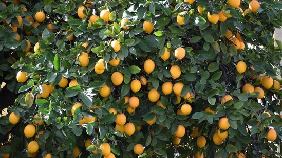 நமக்கு திடீரென சோர்வாக இருந்தாலும் உடனே ஒரு எலுமிச்சை ஜூஸ் குடித்தால் சரியாகிவிடும் என பலரும் எண்ணுகிறார்கள். அத்துடன் எலுமிச்சையைக் கொண்டு பலவிதமான உணவுகளைத் தயாரிக்கிறோம். இதனால் பலர் வீட்டில் எலுமிச்சை மரங்களை வளர்க்க விரும்புகிறார்கள். சில நேரங்களில் மரங்கள் எதிர்பார்த்த அளவுக்கு அதிக பழங்களை கொடுப்பதில்லை.