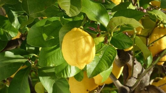 ஒரு மரத்தில் எலுமிச்சைப் பழங்கள் நிறைந்திருக்க என்னென்ன செய்யலாம் என்ற குறிப்புகளை இங்கு &nbsp; பார்க்கலாம்.