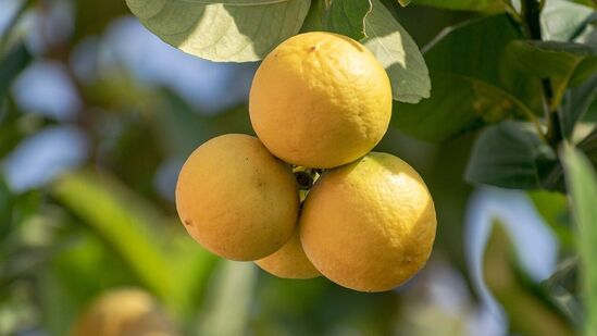 மரம் நன்றாக வளர இயற்கை உரங்களைப் பயன்படுத்தலாம். மாட்டு சாணம் மற்றும் பொட்டாசியம் கொண்ட இயற்கை உரங்களை பயன்படுத்தினால் மரம் வளர்வதில் தடை இருக்காது என சொல்லப்படுகிறது.&nbsp;