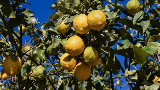 எலுமிச்சை மரங்கள் எவ்வளவு அதிகமாக சூரிய ஒளியைப் பெறுகிறதோ, அவ்வளவு சிறப்பாக வளரும். எனவே, சூரியன் நன்றாக படும் இடத்தில் நடவு செய்ய வேண்டும்.&nbsp;