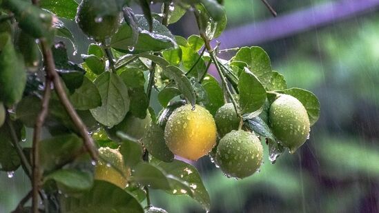 எலுமிச்சை மரத்திற்கு 2 முதல் 3 நாட்களுக்கு ஒரு முறை தண்ணீர் பாய்ச்ச வேண்டும். தண்ணீர் பாய்ச்சும் போது அதை சுற்றி வடிகால் வசதி இருந்தால் நல்லது.&nbsp;