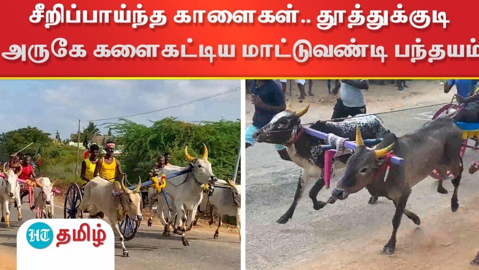 Thoothukudi: சீறிப்பாய்ந்த காளைகள்.. தூத்துக்குடி அருகே களைகட்டிய மாட்டுவண்டி பந்தயம்!