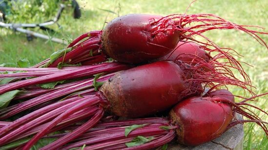 அறுவடை : 2-3 இஞ்ச் விட்டம் வந்தவுடன் பீட்ரூட் அறுவடைக்கு தயாராகி விட்டது என்று பொருள். கிட்டத்தட்ட 6 முதல் 8 வாரத்திற்குள் அறுவடைக்கு தயாராகி விடும் என்பது குறிப்பிடத்தக்கது. அறுவடை : 2-3 இஞ்ச் விட்டம் வந்தவுடன் பீட்ரூட் அறுவடைக்கு தயாராகி விட்டது என்று பொருள். கிட்டத்தட்ட 6 முதல் 8 வாரத்திற்குள் அறுவடைக்கு தயாராகி விடும் என்பது குறிப்பிடத்தக்கது.