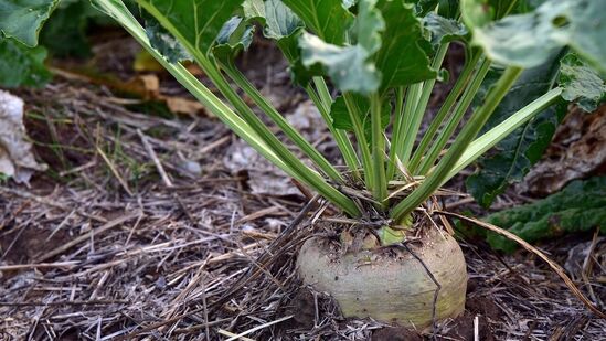 மண்ணை தயார் செய்தல் : 12 இஞ்ச் ஆழம் வரை மண்னை தோண்ட வேண்டும். அதில் உள்ள குப்பை மற்றும் கற்களை நீக்கி மண்ணில் உரம் மற்றும் ஆர்கானிக் உரம் சேர்த்து மண்ணை தயார் செய்ய வேண்டும். மண்ணை தயார் செய்தல் : 12 இஞ்ச் ஆழம் வரை மண்னை தோண்ட வேண்டும். அதில் உள்ள குப்பை மற்றும் கற்களை நீக்கி மண்ணில் உரம் மற்றும் ஆர்கானிக் உரம் சேர்த்து மண்ணை தயார் செய்ய வேண்டும்.