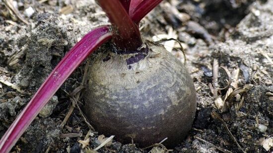 பொறுப்பு துறப்பு: இங்கு உங்களுக்கு வழங்கப்பட்ட தகவல்கள் மற்றும் பரிந்துரைகள் முற்றிலும் உண்மை மற்றும் துல்லியமானவை என்று நாங்கள் கூற முடியாது. பல்வேறு இணையதளங்கள் மற்றும் நிபுணர்களின் பரிந்துரைகளின் அடிப்படையில் இந்தத் தகவலை வழங்குகிறோம். அவற்றைப் பின்பற்றும் முன் சம்பந்தப்பட்ட துறை வல்லுனர்களைக் கலந்தாலோசிப்பது முக்கியம். பொறுப்பு துறப்பு: இங்கு உங்களுக்கு வழங்கப்பட்ட தகவல்கள் மற்றும் பரிந்துரைகள் முற்றிலும் உண்மை மற்றும் துல்லியமானவை என்று நாங்கள் கூற முடியாது. பல்வேறு இணையதளங்கள் மற்றும் நிபுணர்களின் பரிந்துரைகளின் அடிப்படையில் இந்தத் தகவலை வழங்குகிறோம். அவற்றைப் பின்பற்றும் முன் சம்பந்தப்பட்ட துறை வல்லுனர்களைக் கலந்தாலோசிப்பது முக்கியம்.