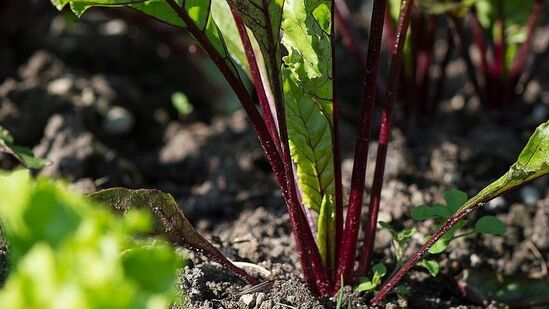 நாற்றுகள் : நாற்றுகள் 2 இஞ்ச் அளவு உயரம் இருக்கும் போது அவற்றை பிரித்து 3 முதல் 4 இஞ்ச் இடைவெளி விட்டு நடவு செய்தால் செழித்து வளரும். பூச்சிகள் மற்றும் களைகள் வளராமல் பார்க்க வேண்டும். நாற்றுகள் : நாற்றுகள் 2 இஞ்ச் அளவு உயரம் இருக்கும் போது அவற்றை பிரித்து 3 முதல் 4 இஞ்ச் இடைவெளி விட்டு நடவு செய்தால் செழித்து வளரும். பூச்சிகள் மற்றும் களைகள் வளராமல் பார்க்க வேண்டும்.