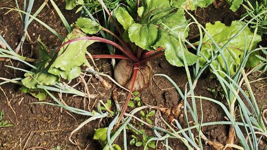 விதைத்தல் : உங்களுக்கு தேவையான பீட்ரூட் வகைகளை தேர்தெடுக்க வேண்டும். மண்ணில் நேரடியாக விதைகளை அரை இன்ச் ஆழம் வரை தூவவும். 2 முதல் 4 இன்ச் இடைவெளியில் விதைகளை 12 இஞ்ச் தூரத்தில் விதைக்க வேண்டும். விதைத்தல் : உங்களுக்கு தேவையான பீட்ரூட் வகைகளை தேர்தெடுக்க வேண்டும். மண்ணில் நேரடியாக விதைகளை அரை இன்ச் ஆழம் வரை தூவவும். 2 முதல் 4 இன்ச் இடைவெளியில் விதைகளை 12 இஞ்ச் தூரத்தில் விதைக்க வேண்டும்.