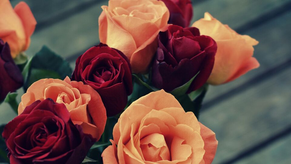 Gardening Tips: கடும் வெயிலிலும் அழகான ரோஜா பூக்கள் பூக்க வேண்டுமா? ரோஜா செடியை இப்படி பராமரிங்க