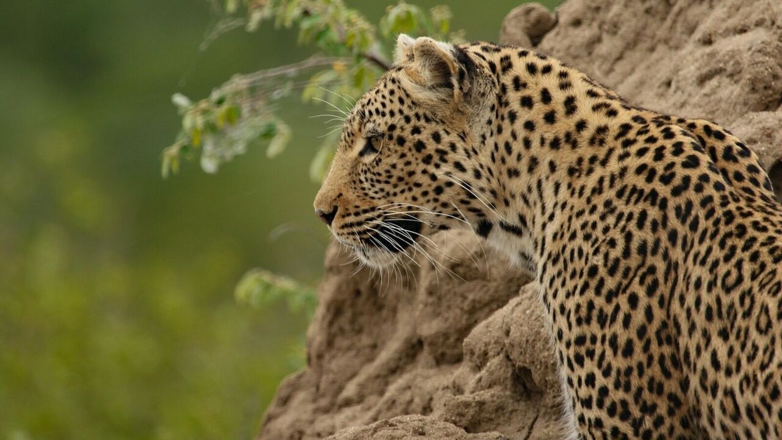 கோவை : சிக்கியது சிறுத்தை.. ஆடுகளை வேட்டையாடி பொதுமக்களை அச்சுறுத்திய சிறுத்தையை வலை விரித்து பிடித்தது வனத்துறை!