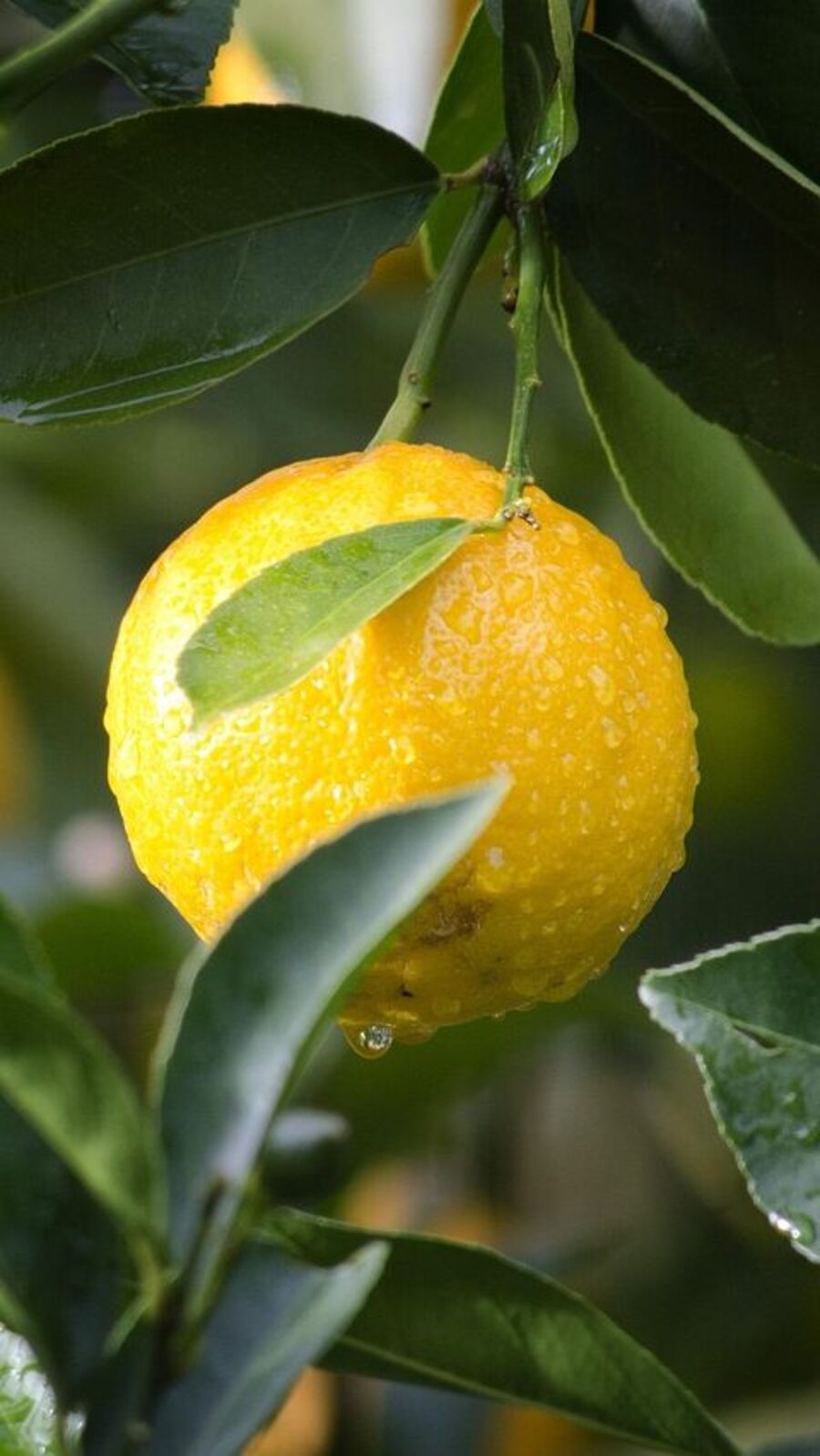 எலுமிச்சை சாறில் எத்தனை நன்மைகள் இருக்கு தெரியுமா?.. வாங்க பார்க்கலாம்!