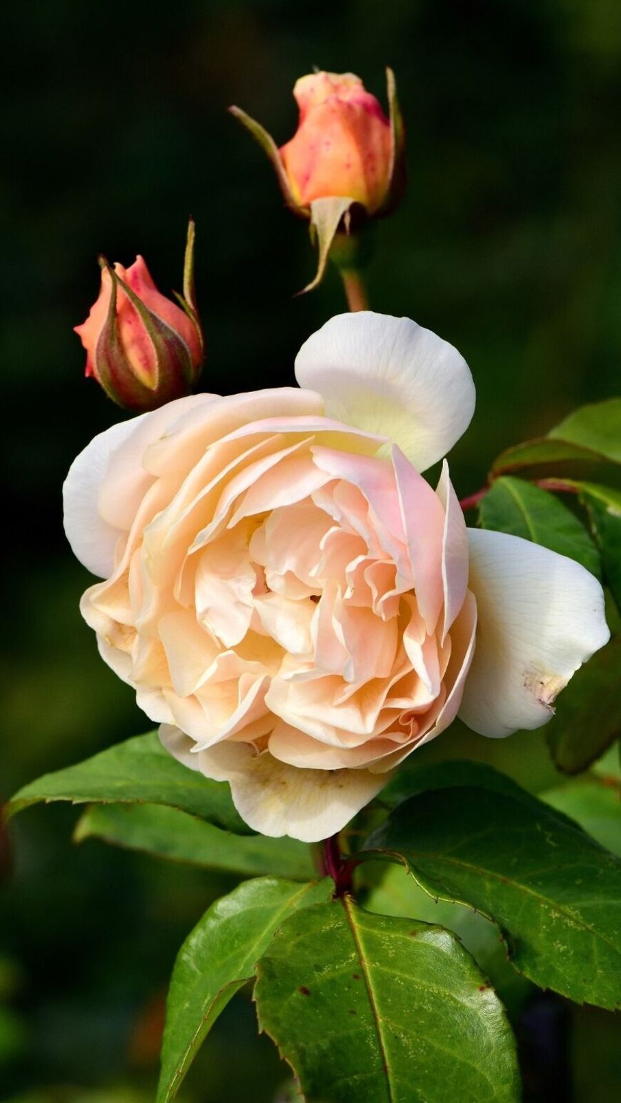 உலகிலேயே மிகவும் விலை உயர்ந்த ரோஜா இதுதானாம்.. எத்தனை கோடி ரூபாய் தெரியுமா?