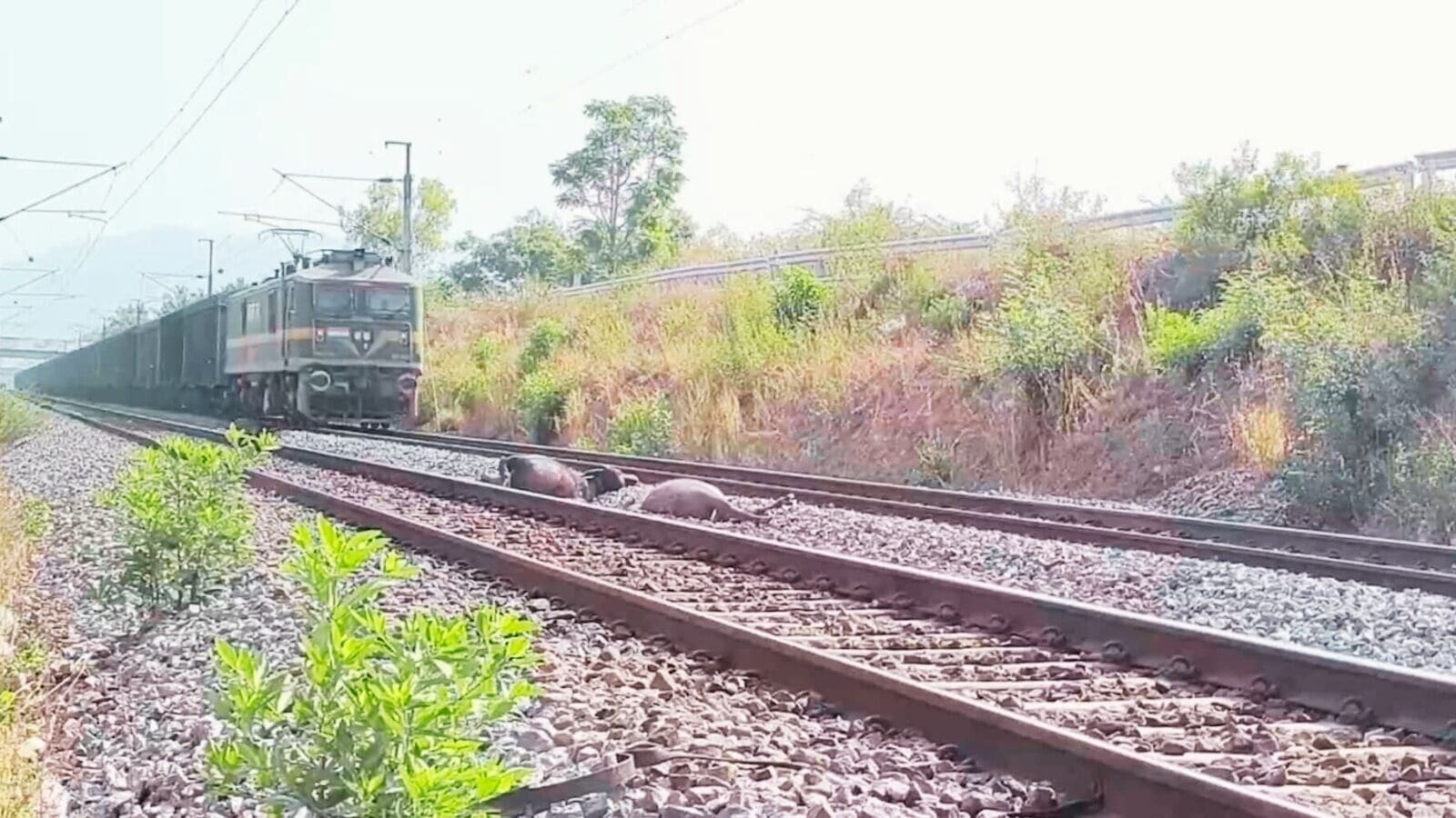 Tirupattur: தூக்கி வீசப்பட்ட 7 எருமைகள்.. ரயிலில் சிக்கியது எப்படி? போலீசார் விசாரணை!