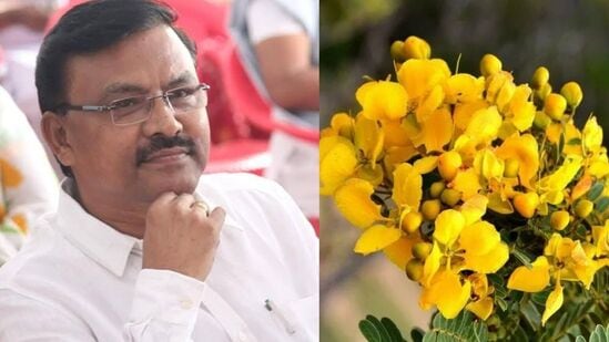 ஆவாரம் பூவின் நற்குணங்கள் : சர்க்கரை நோய் முதல் எத்தனை நோய்களுக்கு மருந்து இந்த ஆவாரை? மருத்துவர் கூறுவதைக் கேளுங்கள்! ஆவாரம் பூவின் நற்குணங்கள் : சர்க்கரை நோய் முதல் எத்தனை நோய்களுக்கு மருந்து இந்த ஆவாரை? மருத்துவர் கூறுவதைக் கேளுங்கள்!