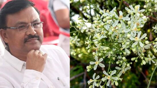சித்த மருத்துவ குறிப்புகள் : கோடைக் காலத்தில் பூத்துக்குலுங்கும் செல்வம்; இதன் மருத்துவ குணங்கள்? – மருத்துவர் விளக்கம்! சித்த மருத்துவ குறிப்புகள் : கோடைக் காலத்தில் பூத்துக்குலுங்கும் செல்வம்; இதன் மருத்துவ குணங்கள்? – மருத்துவர் விளக்கம்!