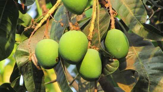 கல்லீரலுக்கு நன்மை பயக்கும் : மாங்காய் கல்லீரலுக்கு மிகவும் நன்மை பயக்கும். ஏனெனில் இதில் மெக்னீசியம், கால்சியம் மற்றும் நார்ச்சத்து உள்ளது. இந்த மூன்று வகையான ஊட்டச்சத்துக்கள் கல்லீரலில் கொழுப்பு சேருவதைத் தடுக்கின்றன. நொதிகளின் சுரப்பை ஒழுங்குபடுத்துகிறது.