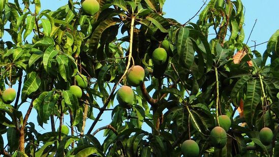 பொறுப்பு துறப்பு: இந்த அறிக்கை பொதுவான சுகாதார அறிவின் அடிப்படையில் எழுதப்பட்டுள்ளது. இங்கே எழுதப்பட்டதை அடிப்படையாகக் கொண்டு எந்த நடவடிக்கையும் எடுக்க வேண்டாம் என்று கேட்டுக் கொள்ளப்படுகிறது. ஏதேனும் உடல்நலக் கேள்விகள் அல்லது பிரச்சனைகளுக்கு, தயவுசெய்து ஒரு மருத்துவர் அல்லது தொழில்முறை நிபுணரை அணுகவும்.